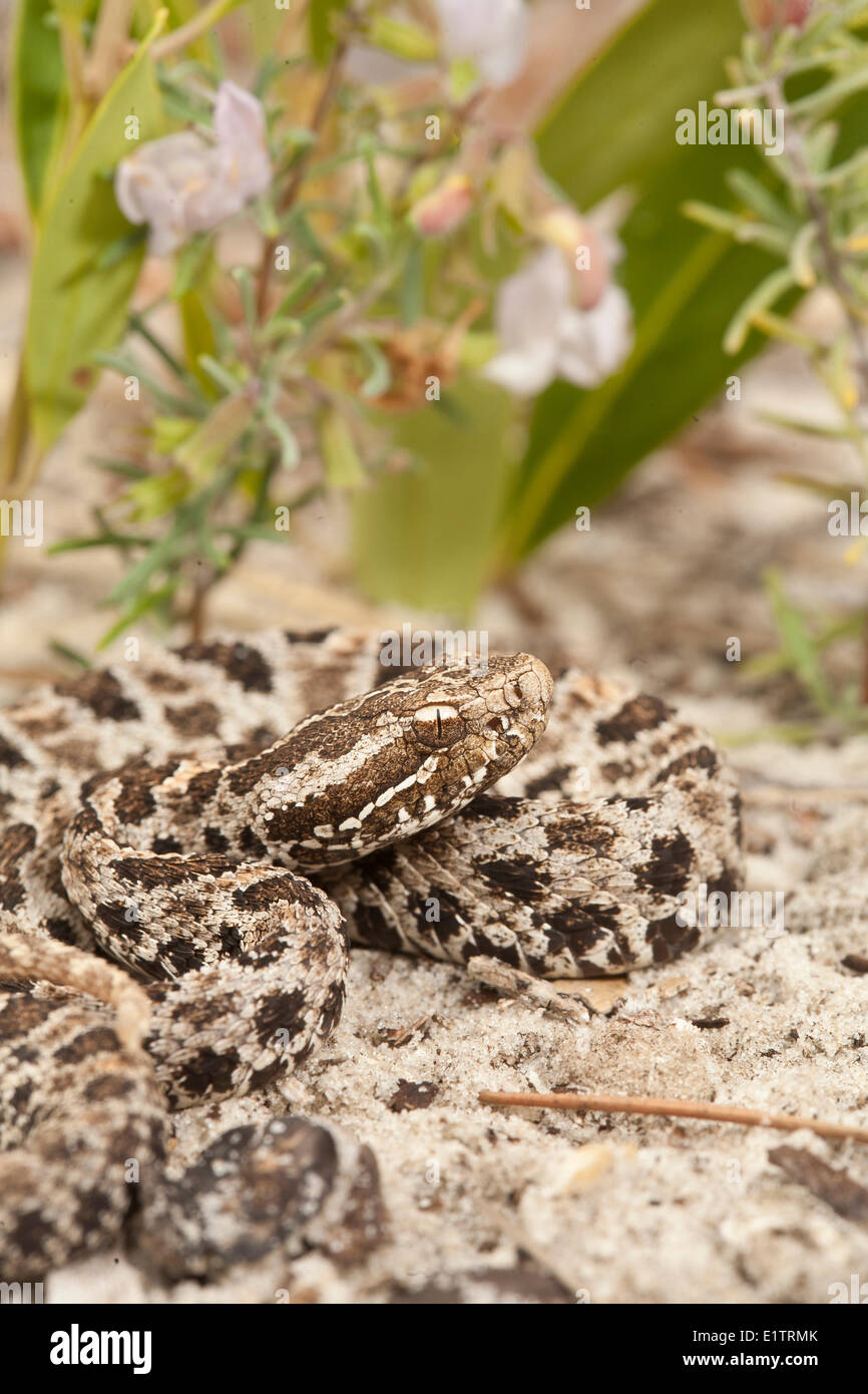 Pigmy est, Sistrurus miliarius, Florida, USA Banque D'Images