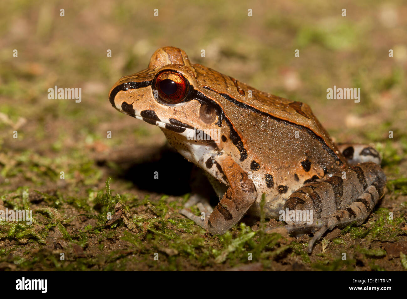 Jungle Smoky Grenouille, Leptodactylus savagei, Rio Napo, bassin de l'Amazone, de l'Équateur. Banque D'Images