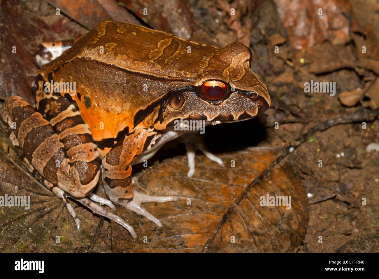 Jungle Smoky Grenouille, Leptodactylus savagei, Rio Napo, bassin de l'Amazone, de l'Équateur. Banque D'Images