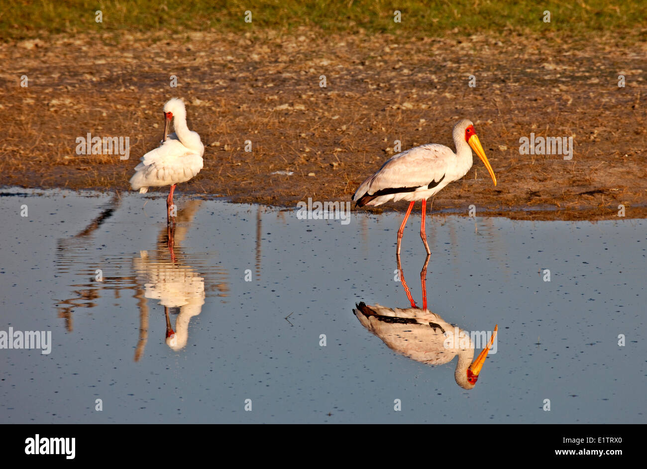 Yellow-Billed Stork et African Spoonbill, Moremi National Park, Botswana, Africa Banque D'Images