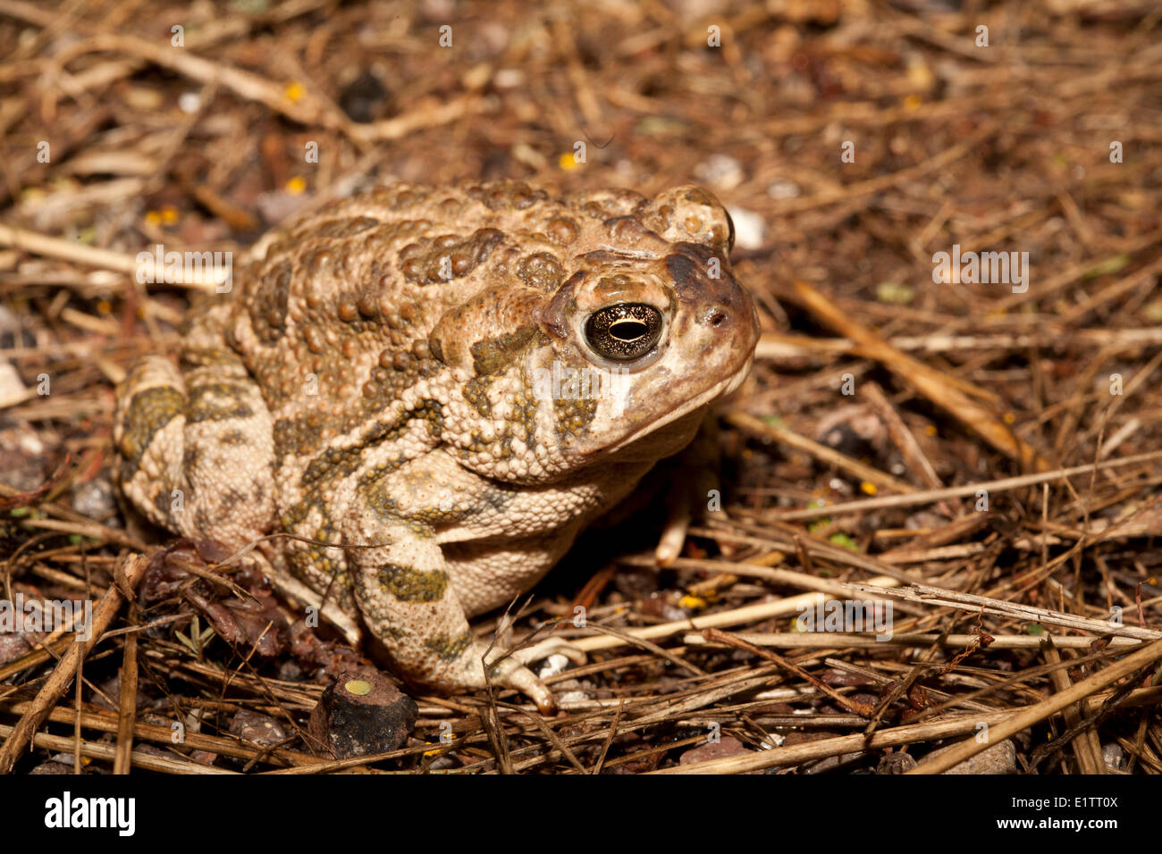 Le Crapaud de Woodhouse, Bufo woodhousii, Arizona, USA Banque D'Images