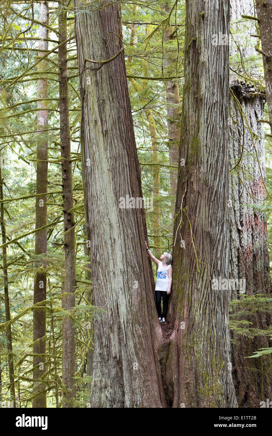 Jeune femme est éclipsé par les grands cèdres, MacMillan Provincial Park, Port Alberni, sur l'île de Vancouver, Colombie-Britannique, Canada Banque D'Images