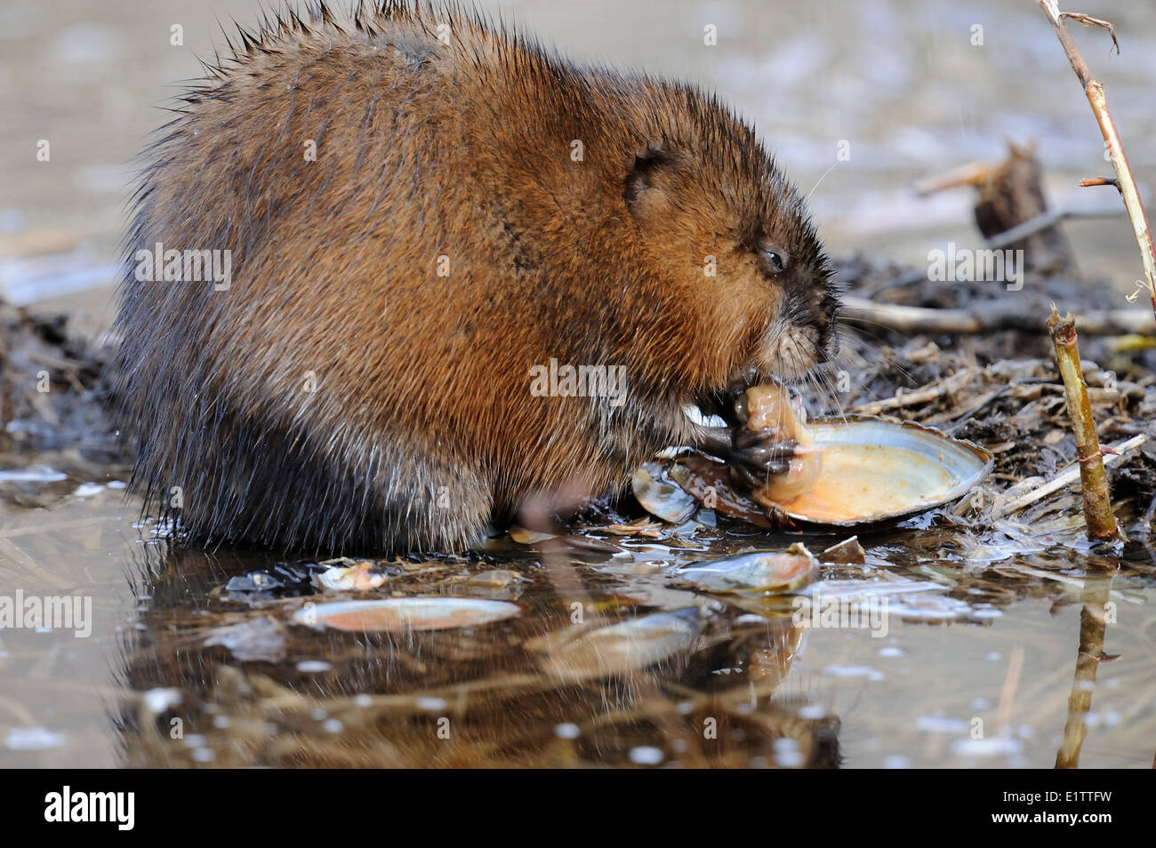 Le rat musqué, Ondatra zibethicus, sur l'alimentation, de moules d'eau douce de la rivière Vermilion, dans le Nord de l'Ontario, Canada. Banque D'Images