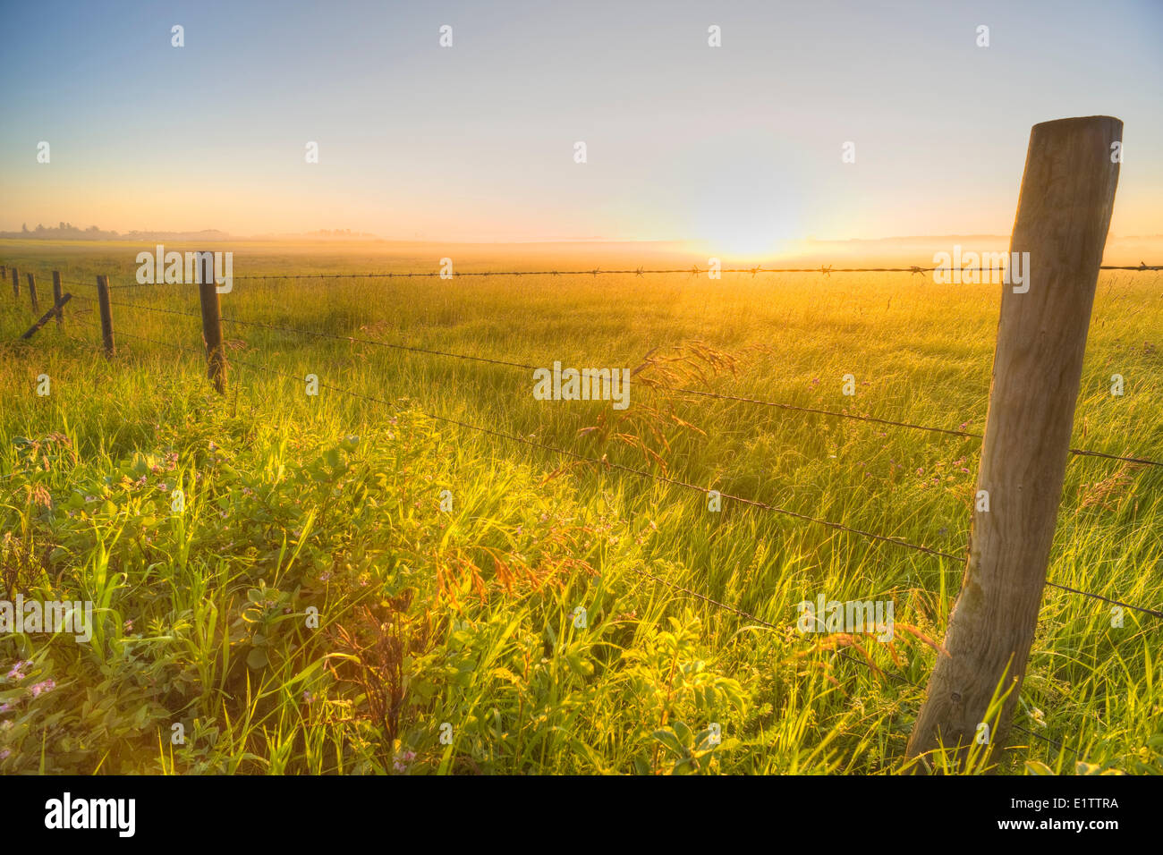 Barbed-Wire Fence et sur le terrain au lever du soleil, près de l'Rollyview, Alberta, Canada Banque D'Images