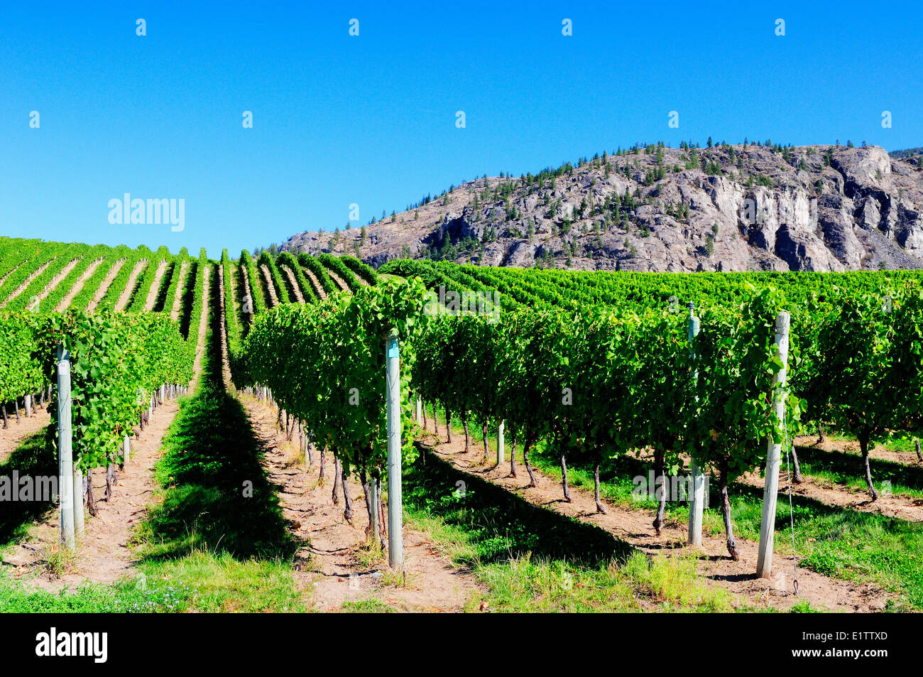 Lignes de raisins sur la vigne à Bear Cub Vineyard à Osoyoos, en Colombie-Britannique. Banque D'Images