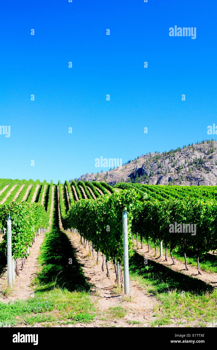 Lignes de raisins sur la vigne à Bear Cub Vineyard à Osoyoos, en Colombie-Britannique. Banque D'Images