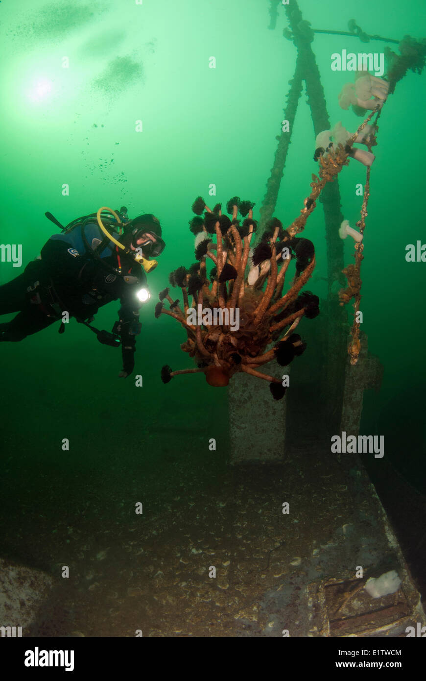 Scuba Diver regarde le nord de plumeau vers tubicoles, eudistylia vancouveri, Quadra Island, British Columbia, Canada Banque D'Images