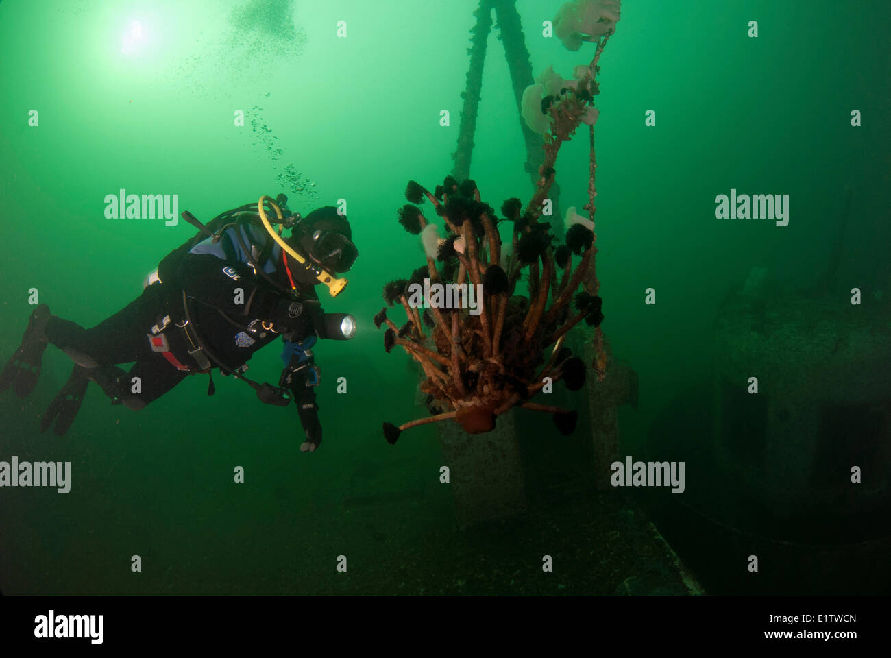 Scuba Diver regarde le nord de plumeau vers tubicoles, eudistylia vancouveri, Quadra Island, British Columbia, Canada Banque D'Images