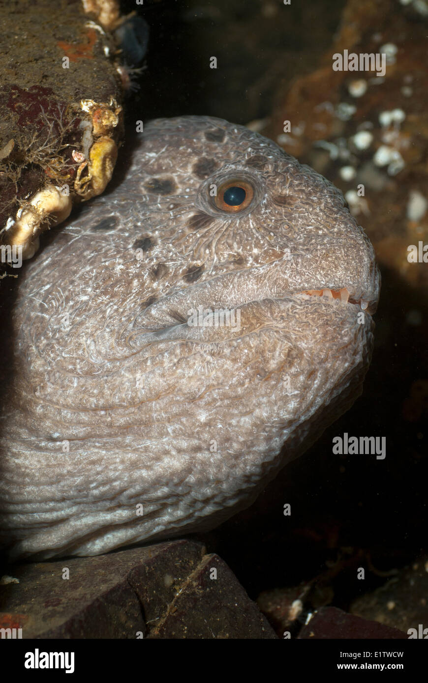 Un loup mâle, anguille Anarrhichthys ocellatus, le détroit de Géorgie près de Parksville, Colombie-Britannique, Canada Banque D'Images