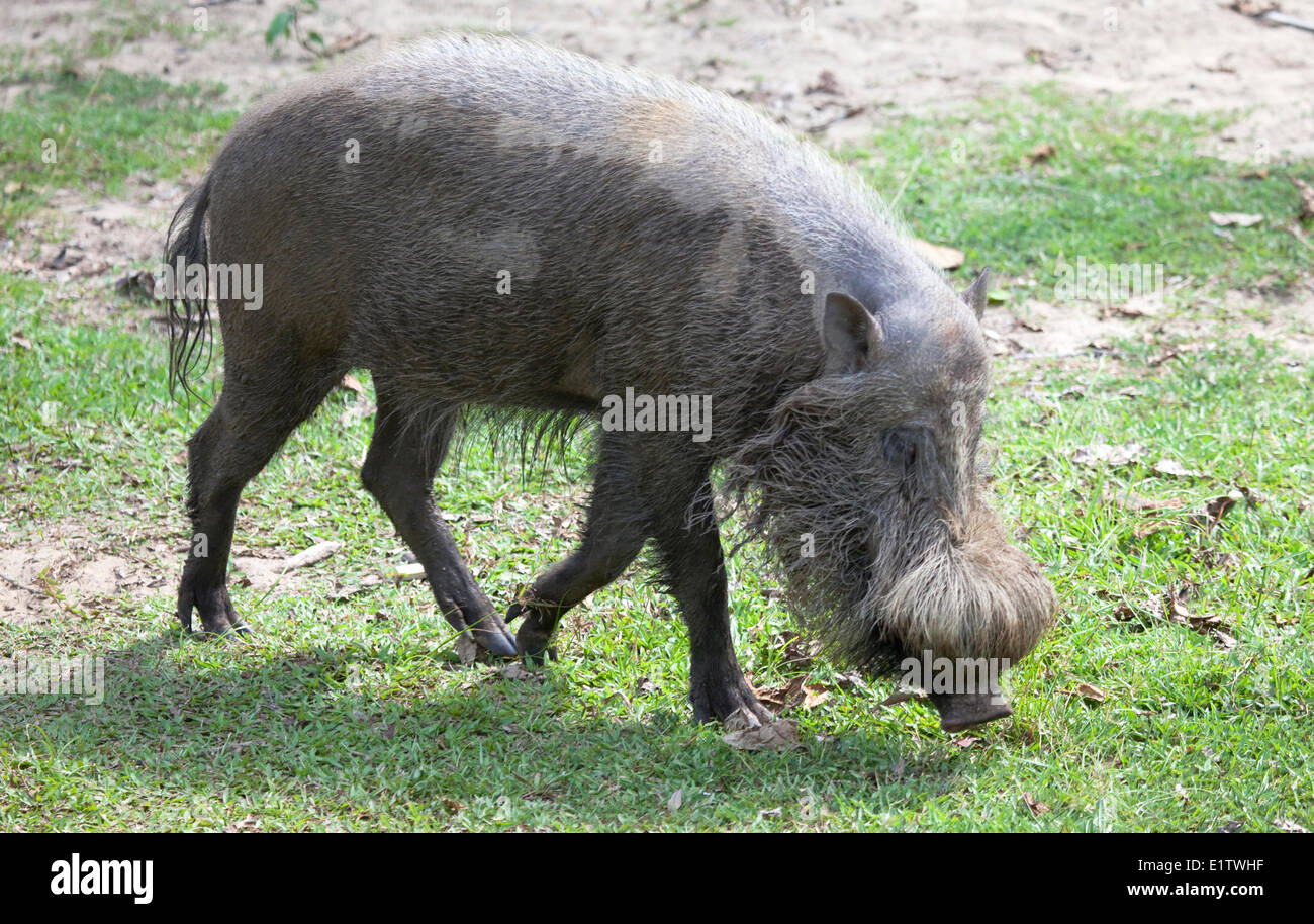 Cochon barbu, Sus barbatus, parc national de Bako, Bornéo, Malaisie Banque D'Images