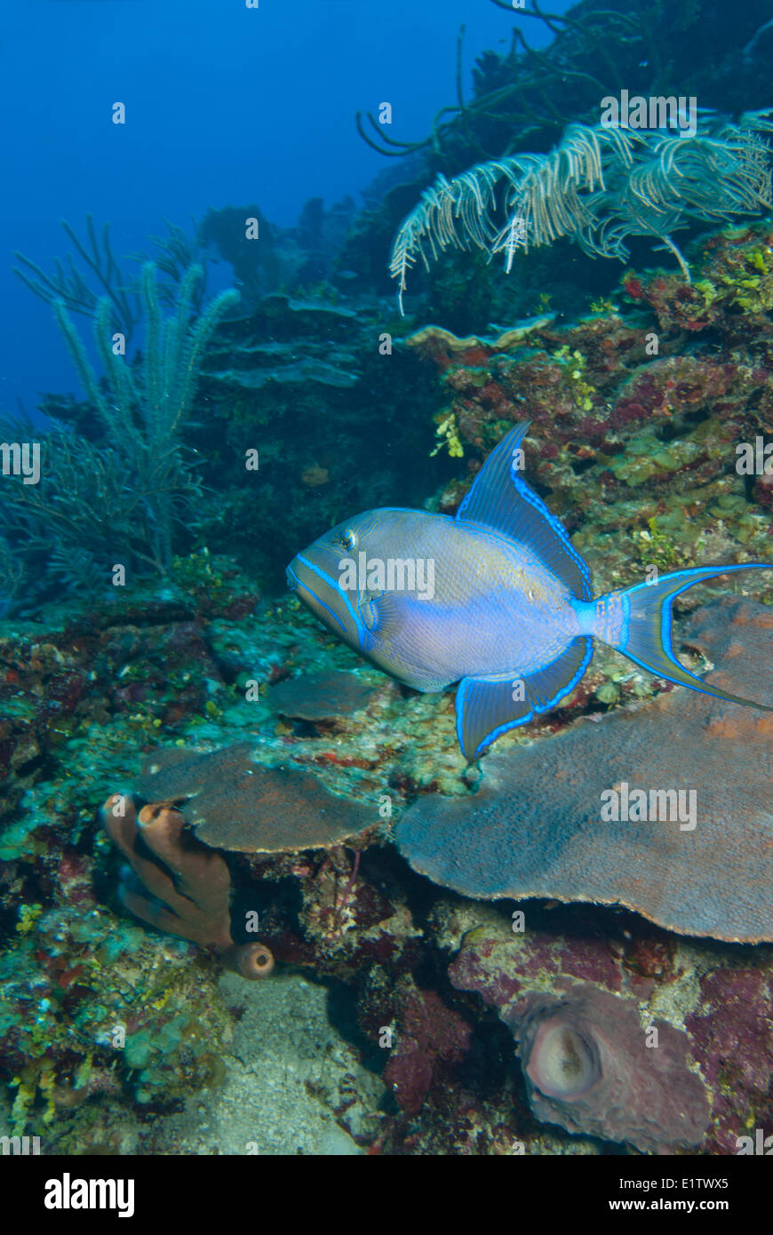 Un lit Queen triggerfish (Balistes vetula) sur la santé des récifs de corail à San Pedro, Belize Banque D'Images