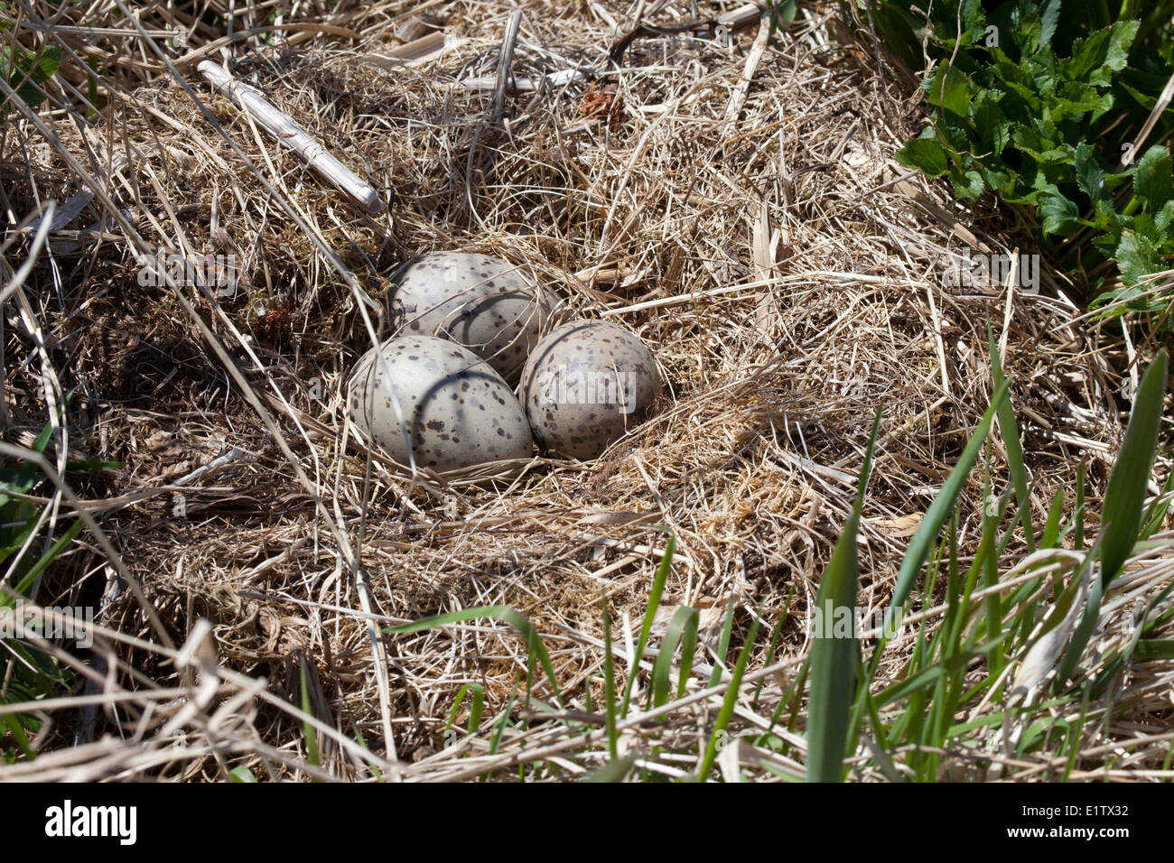 Guillemot marmette Nest Réserve de parc national de réserve de parc national de l'Archipel de Mingan Duplessis Côte-St Banque D'Images