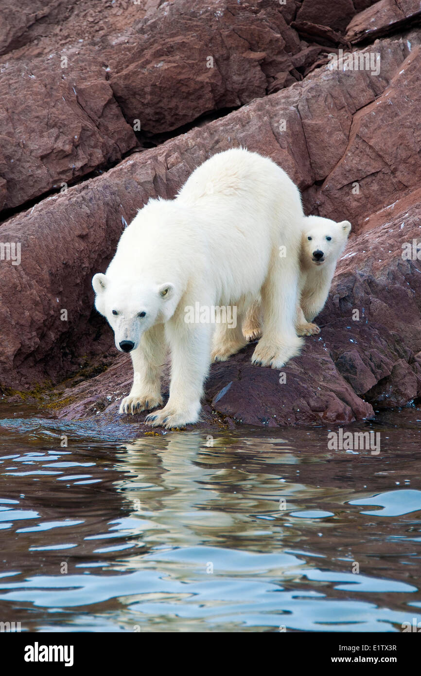 Mère ours polaire (Ursus maritimus) et cub yearling, archipel du Svalbard, l'Arctique norvégien Banque D'Images