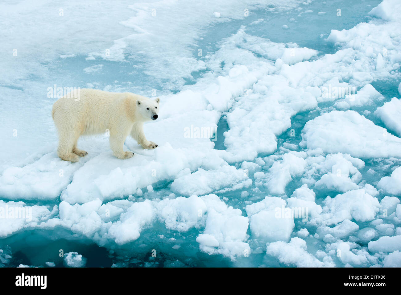 L'ours polaire (Ursus maritimus) sur la banquise, archipel du Svalbard, l'Arctique norvégien Banque D'Images