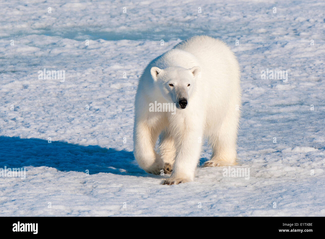 L'ours polaire (Ursus maritimus) sur la banquise, archipel du Svalbard, l'Arctique norvégien Banque D'Images