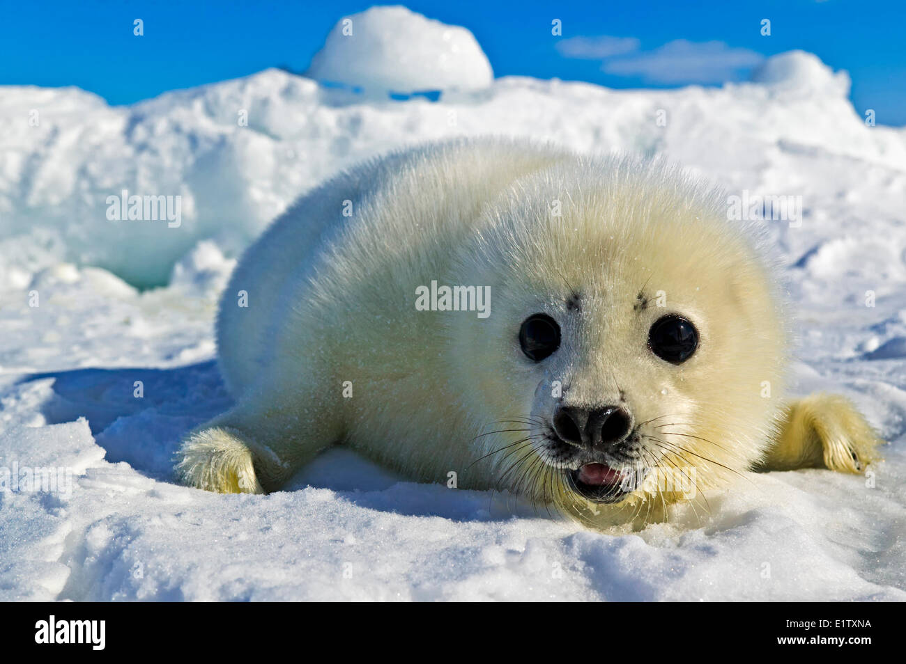 Bebe Phoque Blanc Joint Saddleback Pagophilus Groenlandicus Pas Plus De 12 Jours Sur La Banquise Du Golfe Du Saint Laurent Photo Stock Alamy