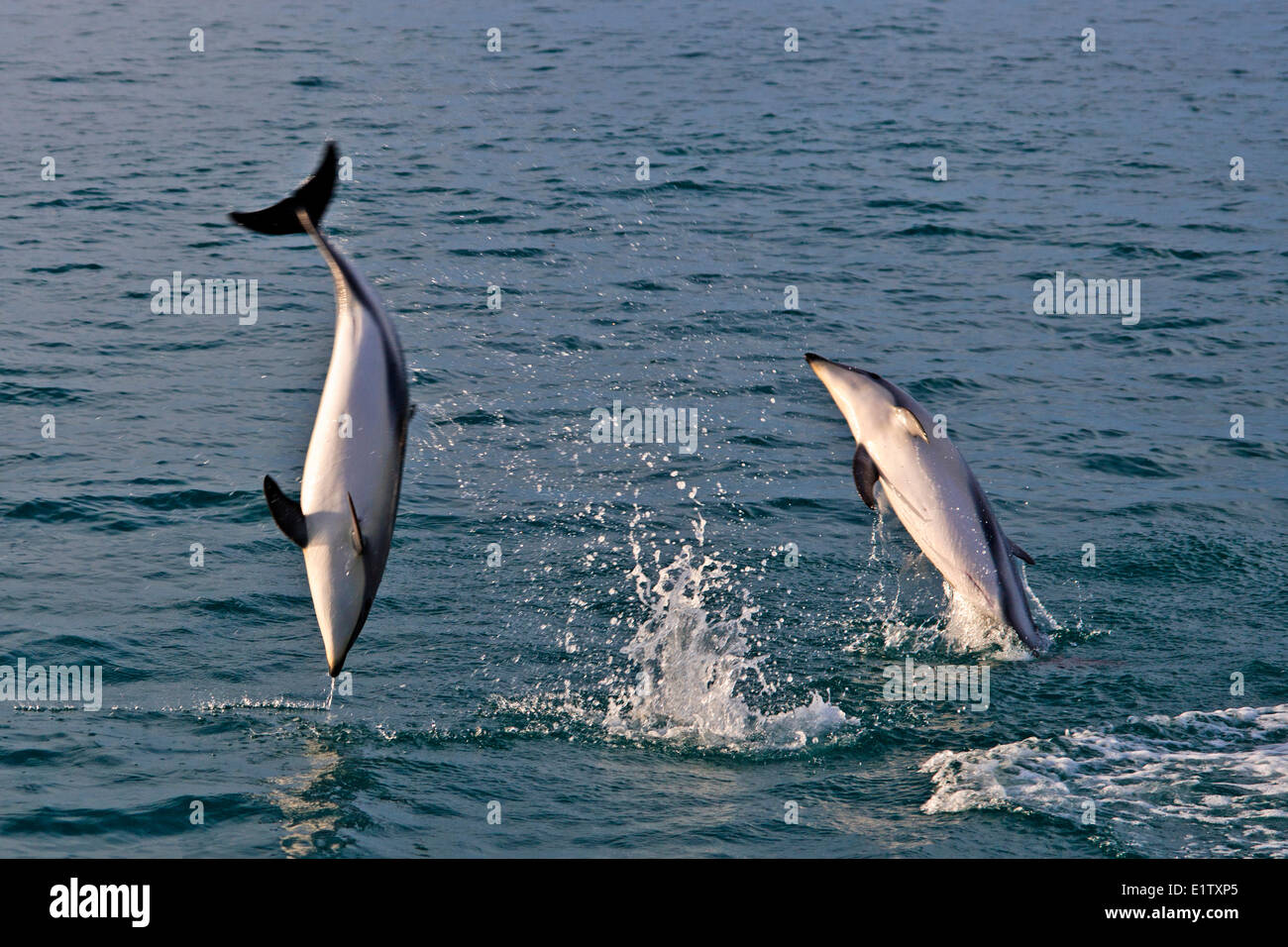 rencontres dauphins