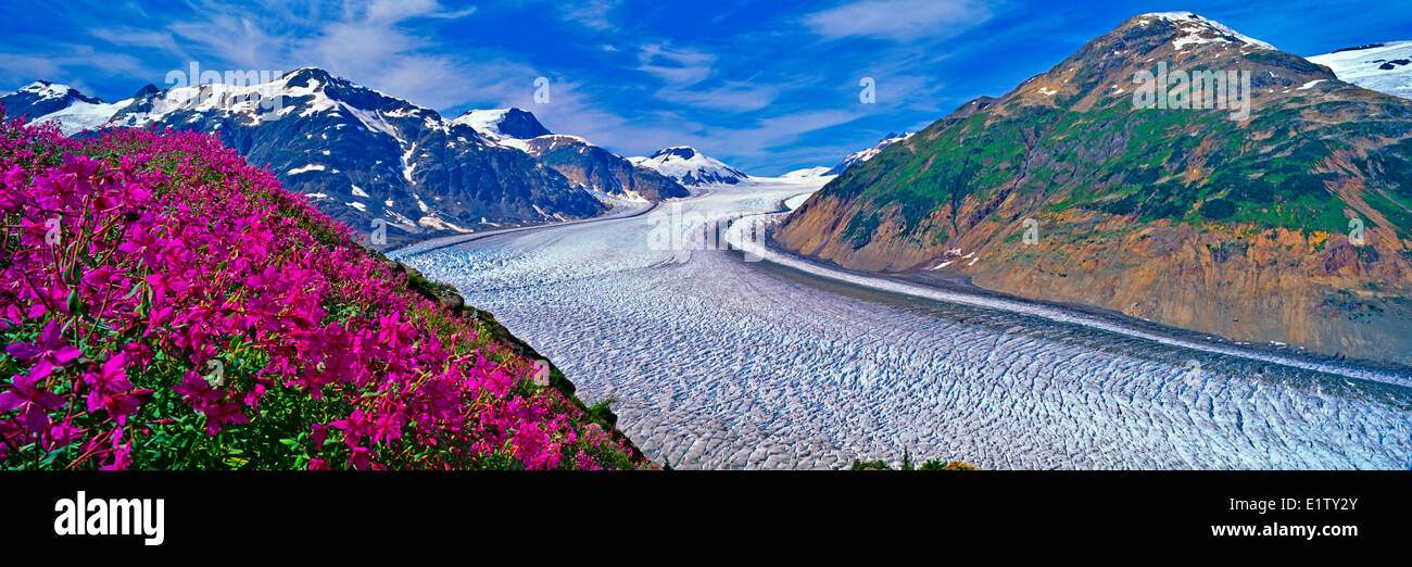 Glacier Salmon et, de l'Épilobe gamme limite, Misty Fjords National Monument, Alaska, USA Banque D'Images