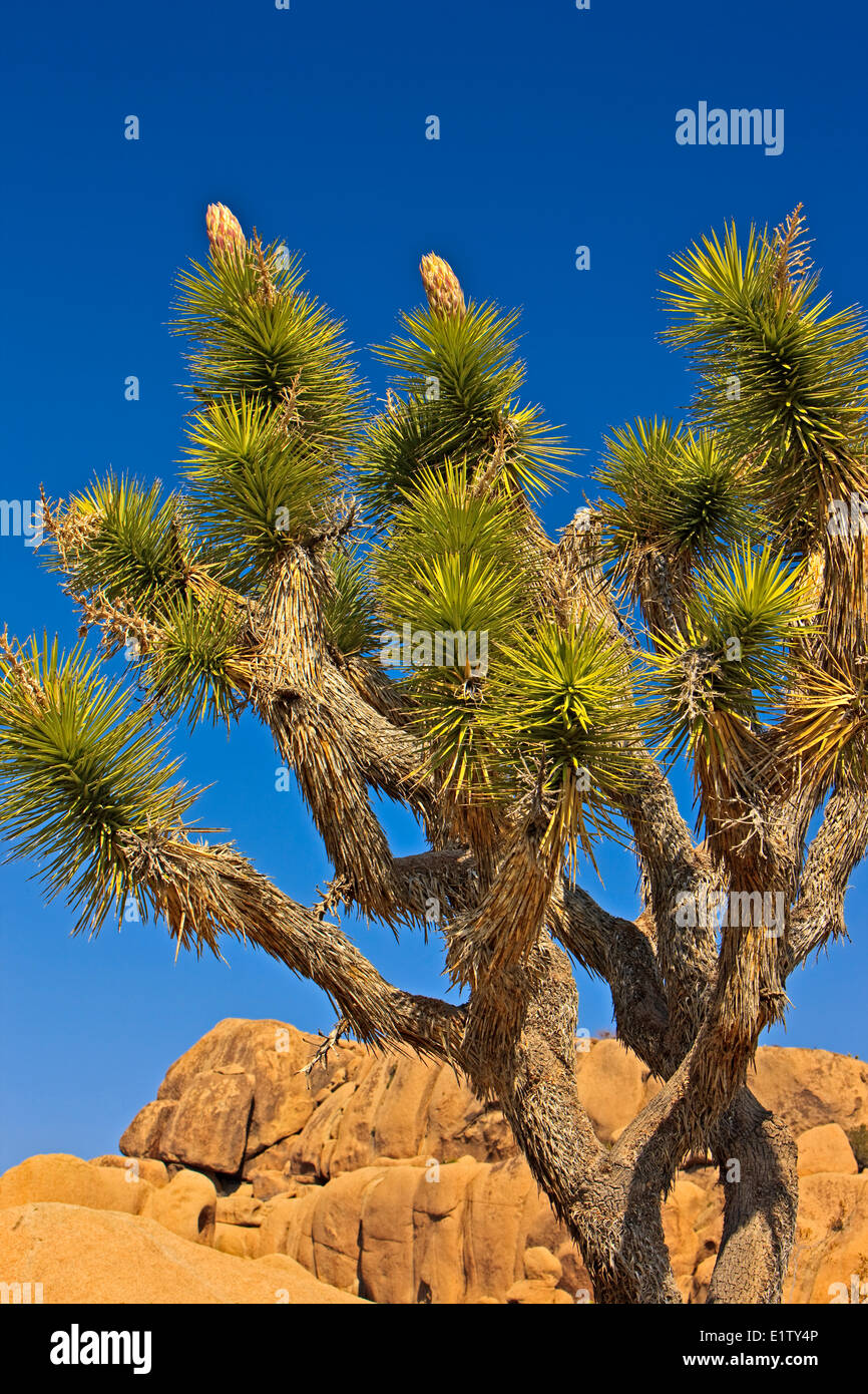 Joshua Tree, le parc national Joshua Tree, désert de Mojave, Californie, USA Banque D'Images