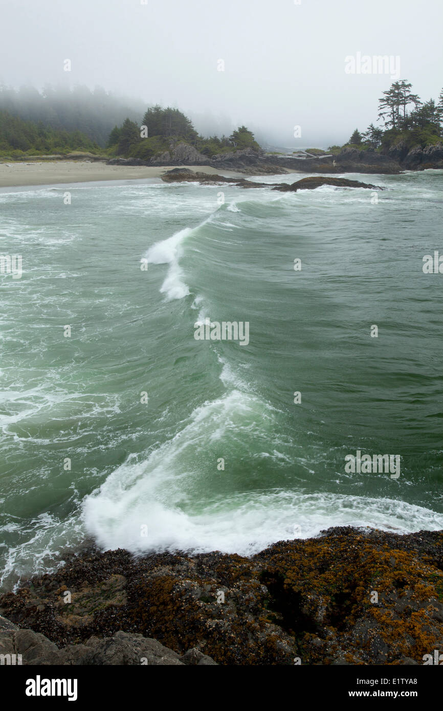 Vagues gonflent au radar panoramique plages dans le parc national Pacific Rim en Colombie-Britannique près de Tofino sur l'île de Vancouver, Canada Banque D'Images