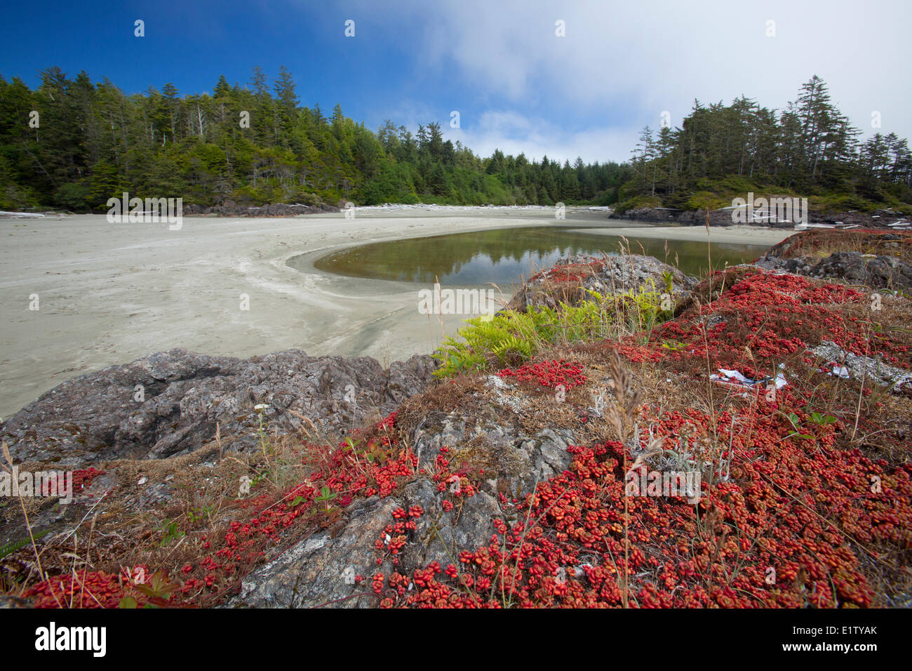 La végétation des plantes indigènes sauvages rouge pousse sur les rochers à l'écran radar des plages dans le parc national Pacific Rim près de Tofino British Banque D'Images