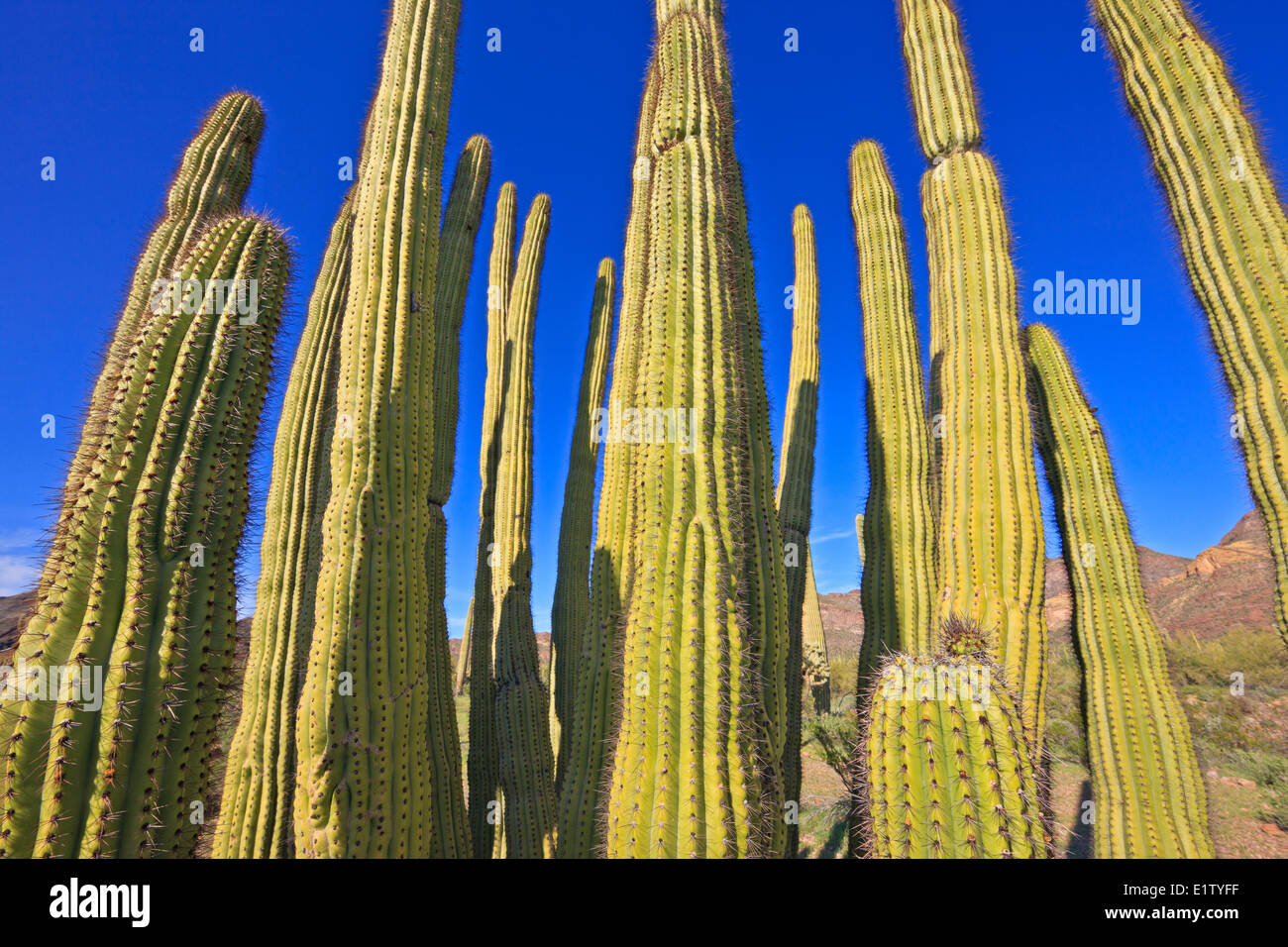 Tuyau d'orgue, cactus Stenocereus thurberi, tuyau d'Organe National Monument, Arizona, USA Banque D'Images