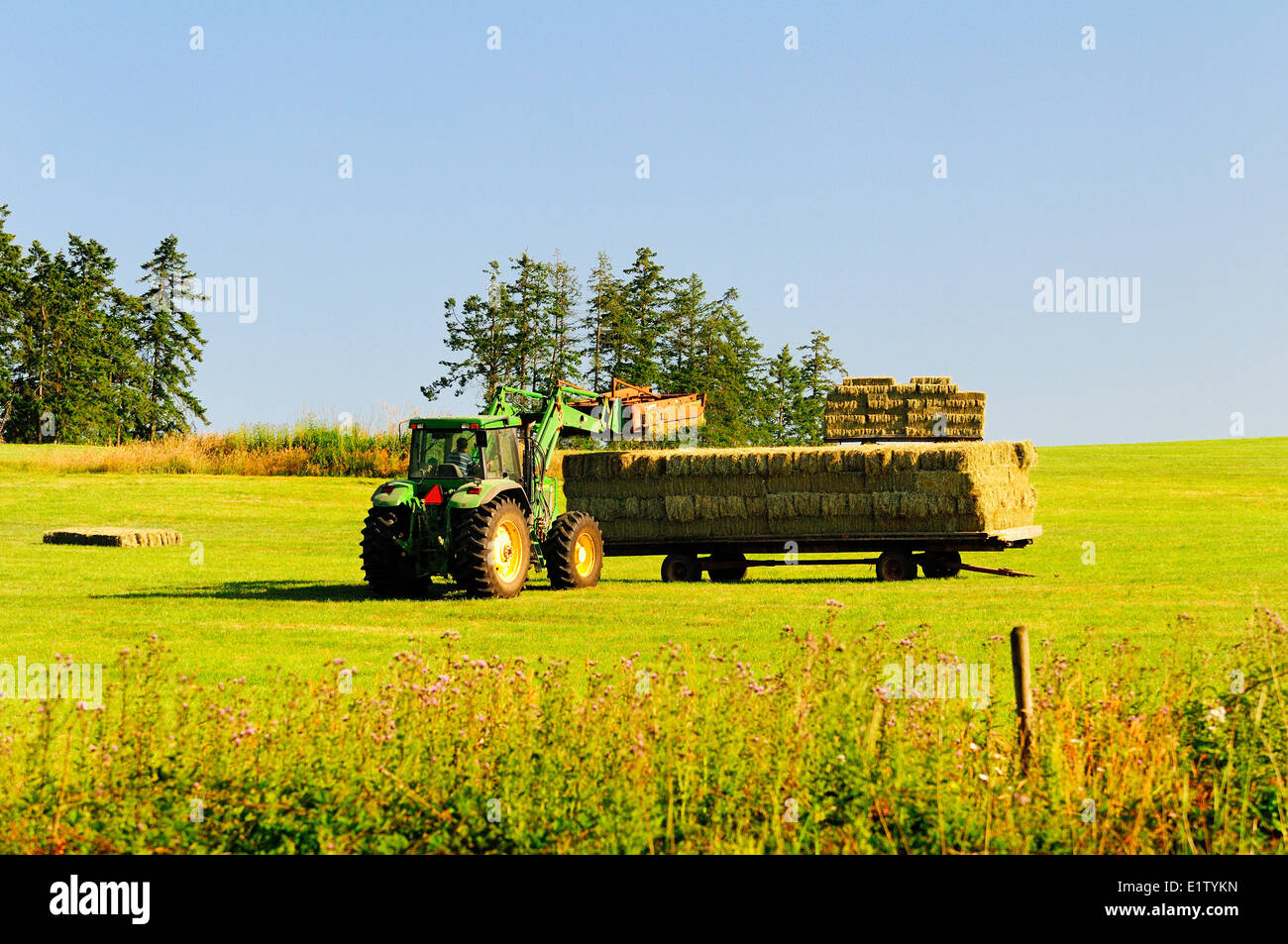 Un tracteur se charge des balles de foin sur une remorque à Cobble Hill, BC. Banque D'Images