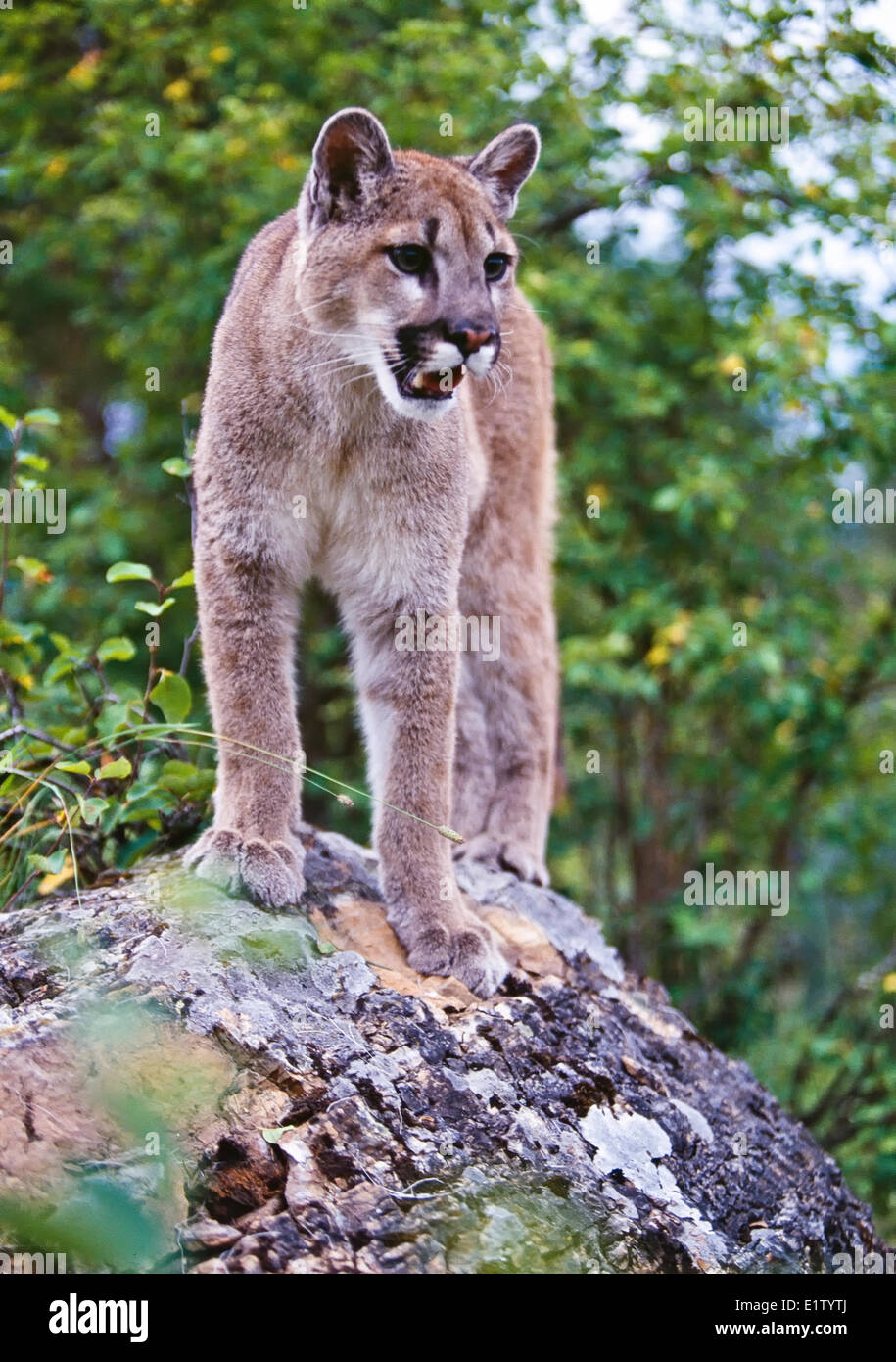 Cougar, Puma concolor, debout sur un rocher Banque D'Images