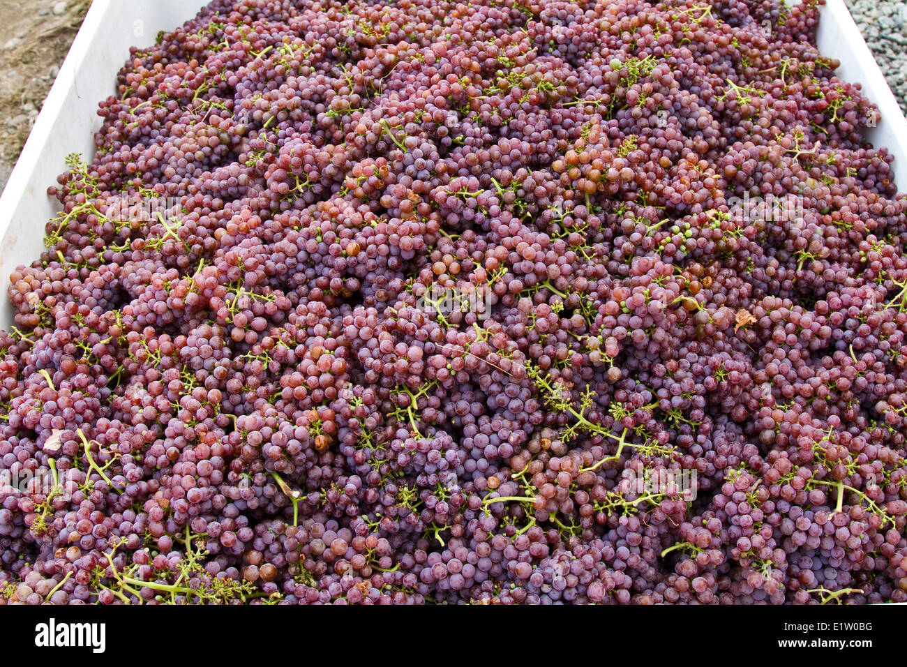 Les raisins mûrs Gewurztraminer récoltés, la famille Meyer Vinards, Okanagan Falls, BC, Canada. Banque D'Images