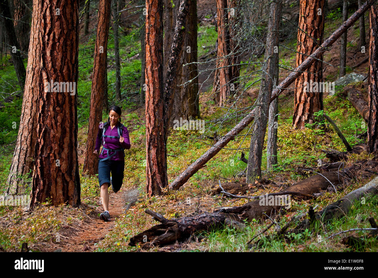 Une jeune femme asiatique dans la course sur sentier 3 souris aveugles de sentiers. Penticton, C.-B. Banque D'Images