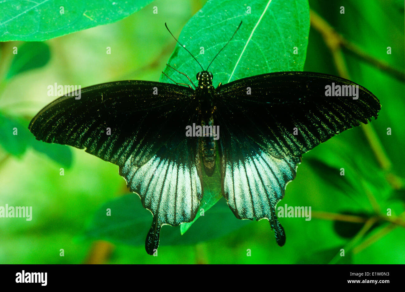Papillon Grand Mormon Papilio memnon, (vue dorsale), l'Asie du sud Banque D'Images