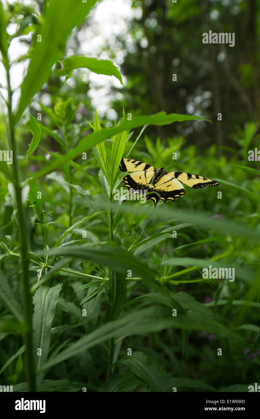 Les tiger swallowtail Butterfly (Papilio canadensis) volant au-dessus de l'herbe Banque D'Images