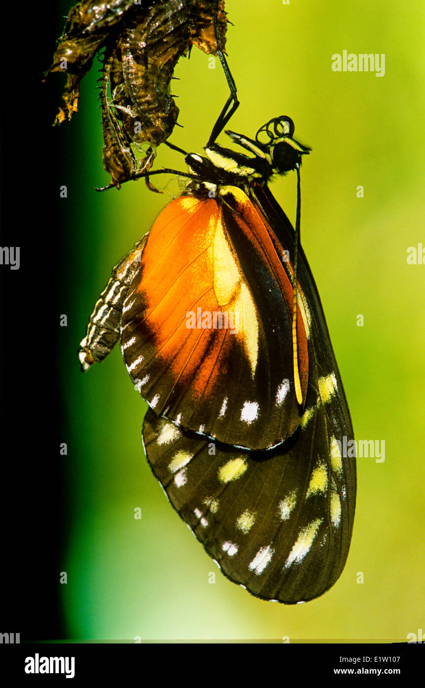 Hecale Longwing, Papillon Heliconius hecale) (vue ventrale, SE Mexique au Panama Banque D'Images