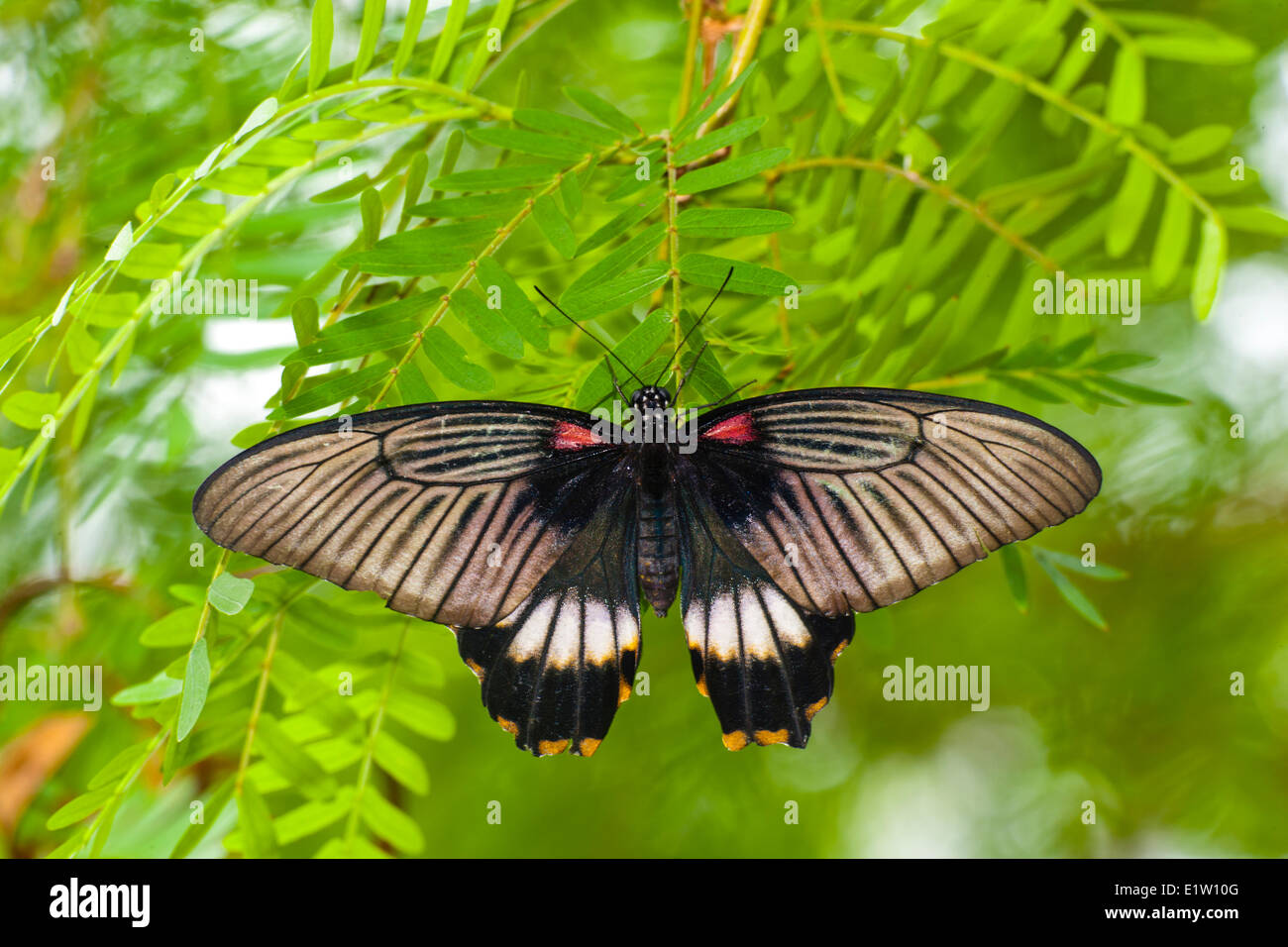 Papillon Grand Mormon Papilio memnon, (agenor), vue dorsale, l'Asie du sud Banque D'Images