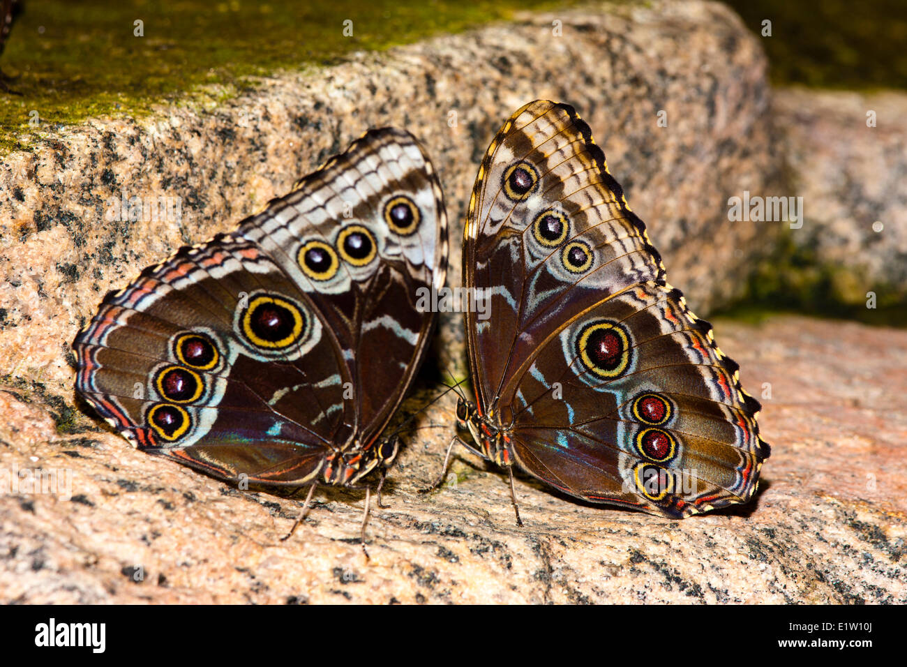 Morpho papillon adulte, (Morpho peleides limpida), vue ventrale, Costa Rica Banque D'Images