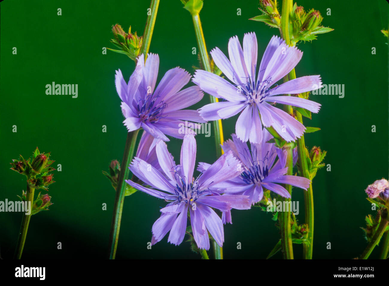 La chicorée (Cichorium intybus), fleurs sauvages, Banque D'Images