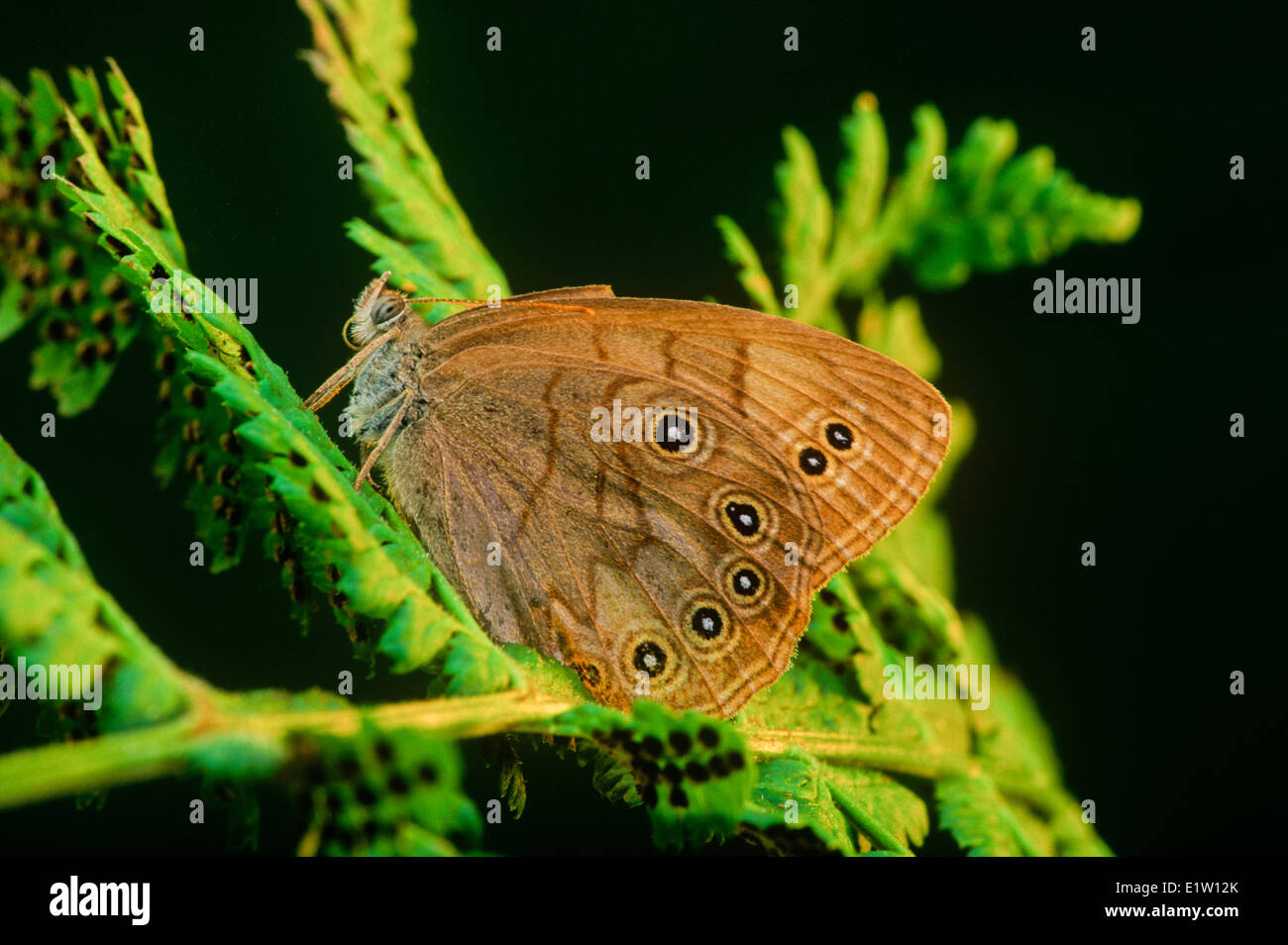 Papillon brun aux yeux bleus, (Satyrodes Eurydice), vue ventrale, Amérique du Nord Banque D'Images
