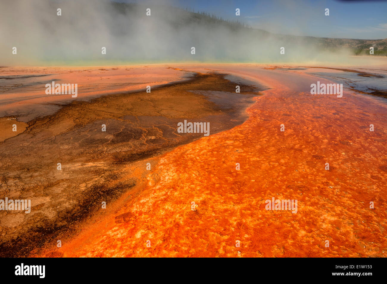 Algues thermophiles dans Grand Prismatic Spring, Midway Geyser Basin, Parc National de Yellowstone, Wyoming, USA Banque D'Images
