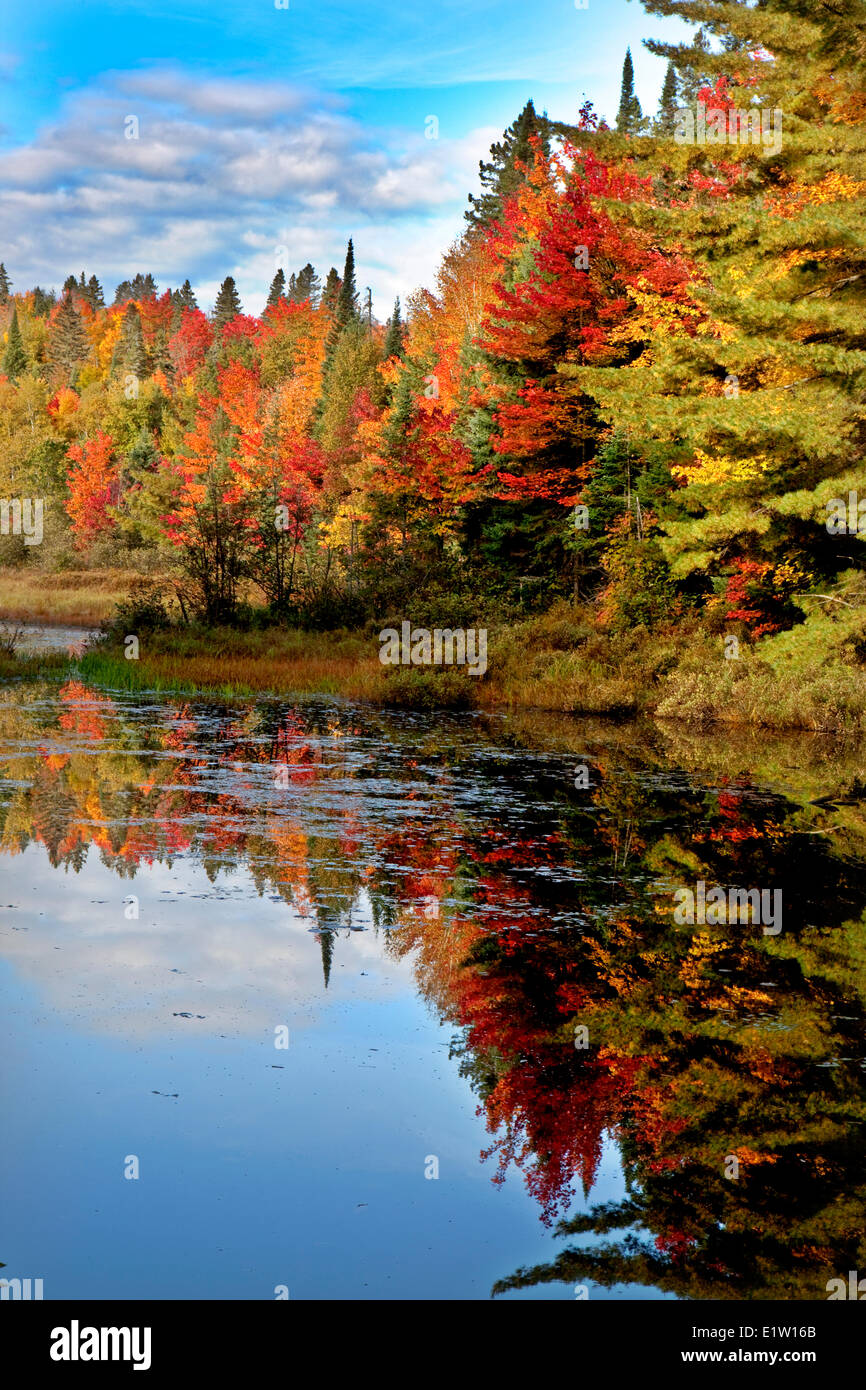 À l'automne le parc Algonquin, Ontario, Canada Banque D'Images