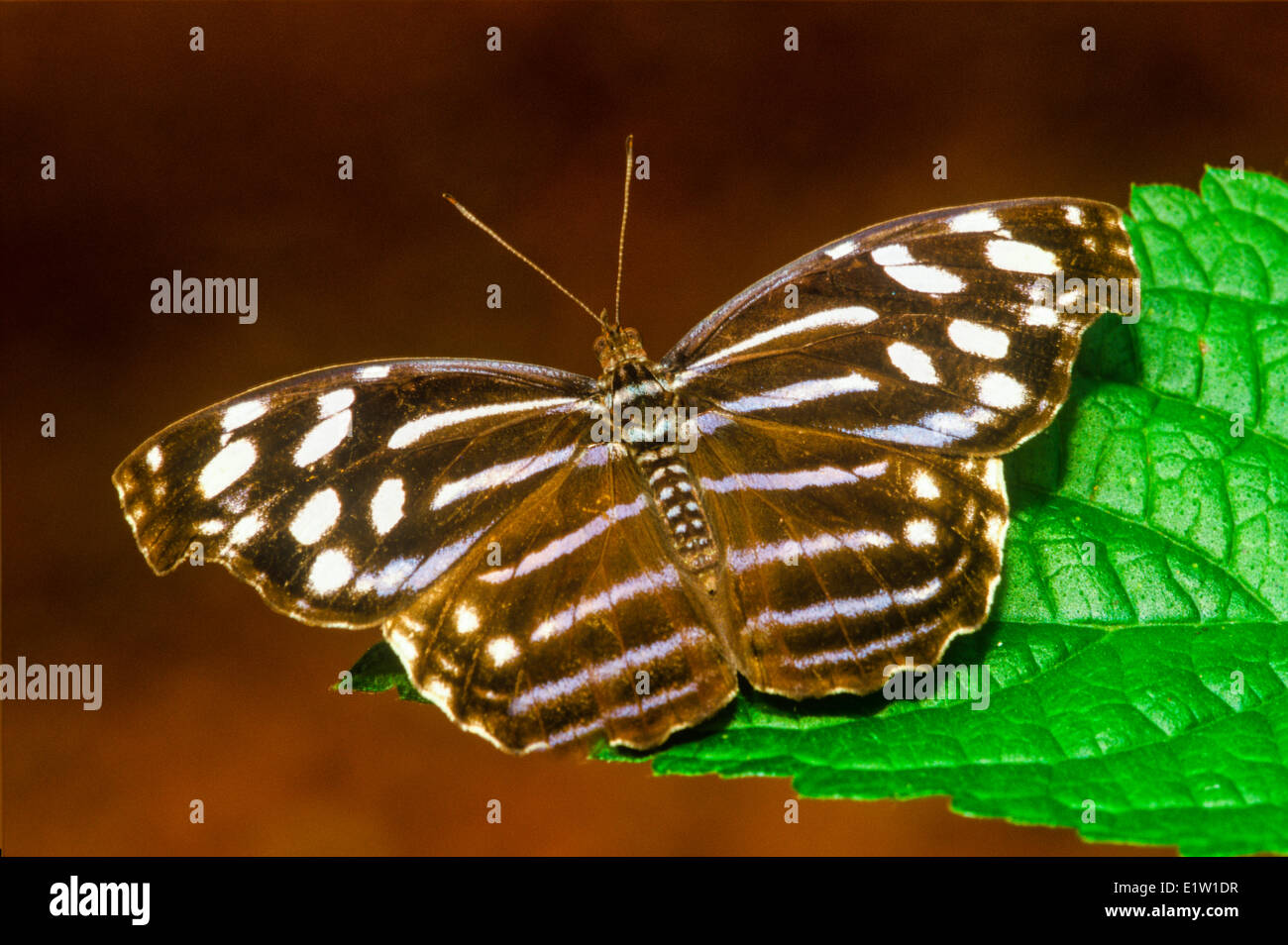 La vague bleue le Purplewing Bluewing blanchi Tropical Blue Wave ou Royal Blue Butterfly (Myscelia cyaniris dorsale) Banque D'Images