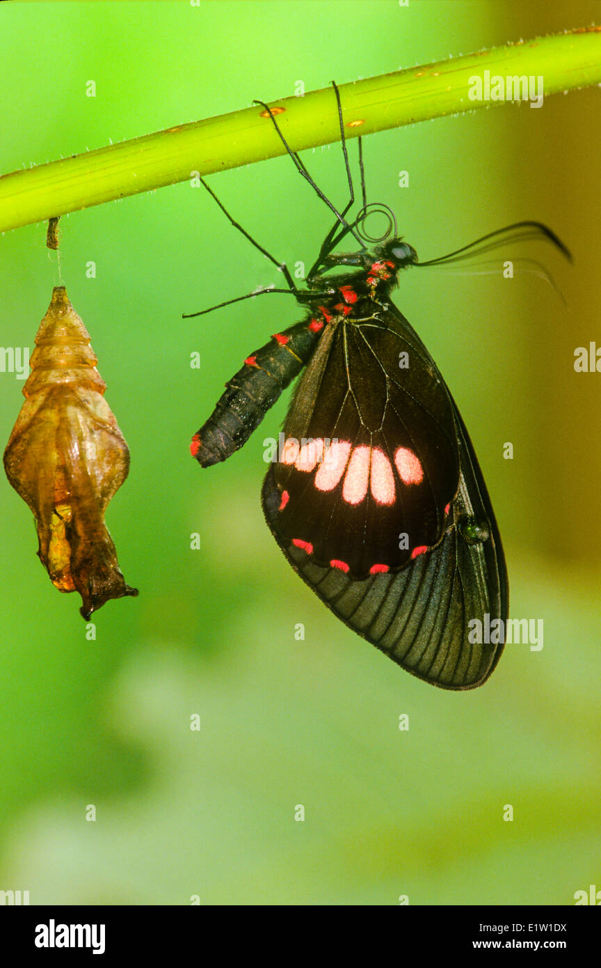 Vrai Cattleheart, Papillon (eurimedes mylotes Parides), sortant de la chrysalide, vue ventrale, S Mexique au Costa Rica Banque D'Images