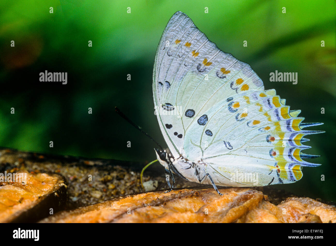 Jewelled Butterfly, Nawab (Polyura delphis)(Polyura delphis) papillon adulte se nourrit de fruits. Vue ventrale, Malaisie Banque D'Images