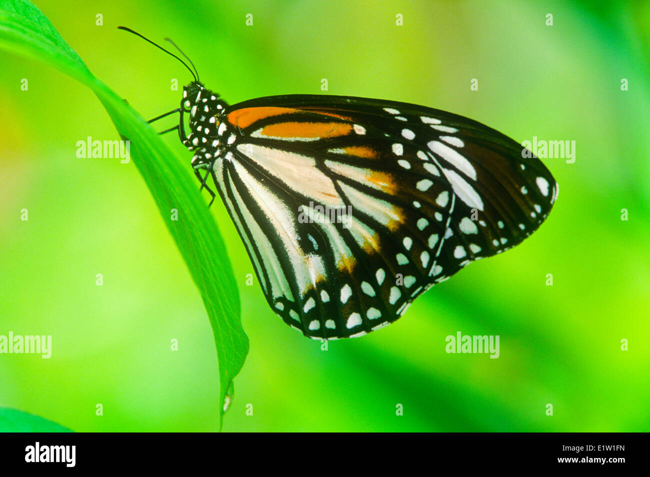 Tigre blanc, tigre commun, ou de l'Est tigre commun, papillon Danaus (melanippus), vue ventrale, Banque D'Images