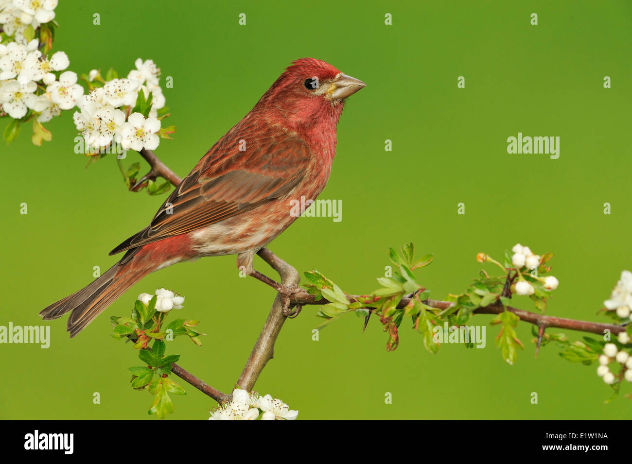 Roselin pourpré (Haemorhous purpureus) - Saanich BC, Canada Banque D'Images