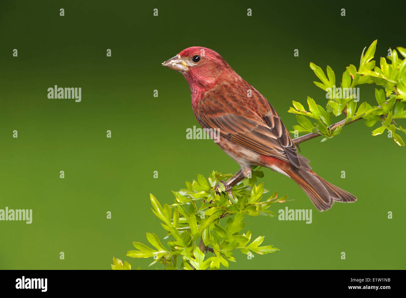 Roselin pourpré (Haemorhous purpureus) - Saanich BC, Canada Banque D'Images