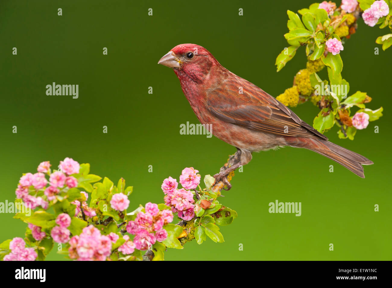 Roselin pourpré (Haemorhous purpureus) - Saanich BC, Canada Banque D'Images