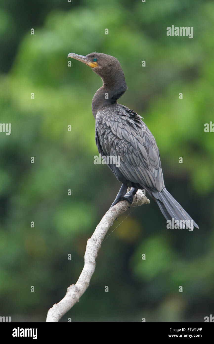 Cormoran vigua (Phalacrocorax brasilianus) perché sur une branche au Pérou. Banque D'Images