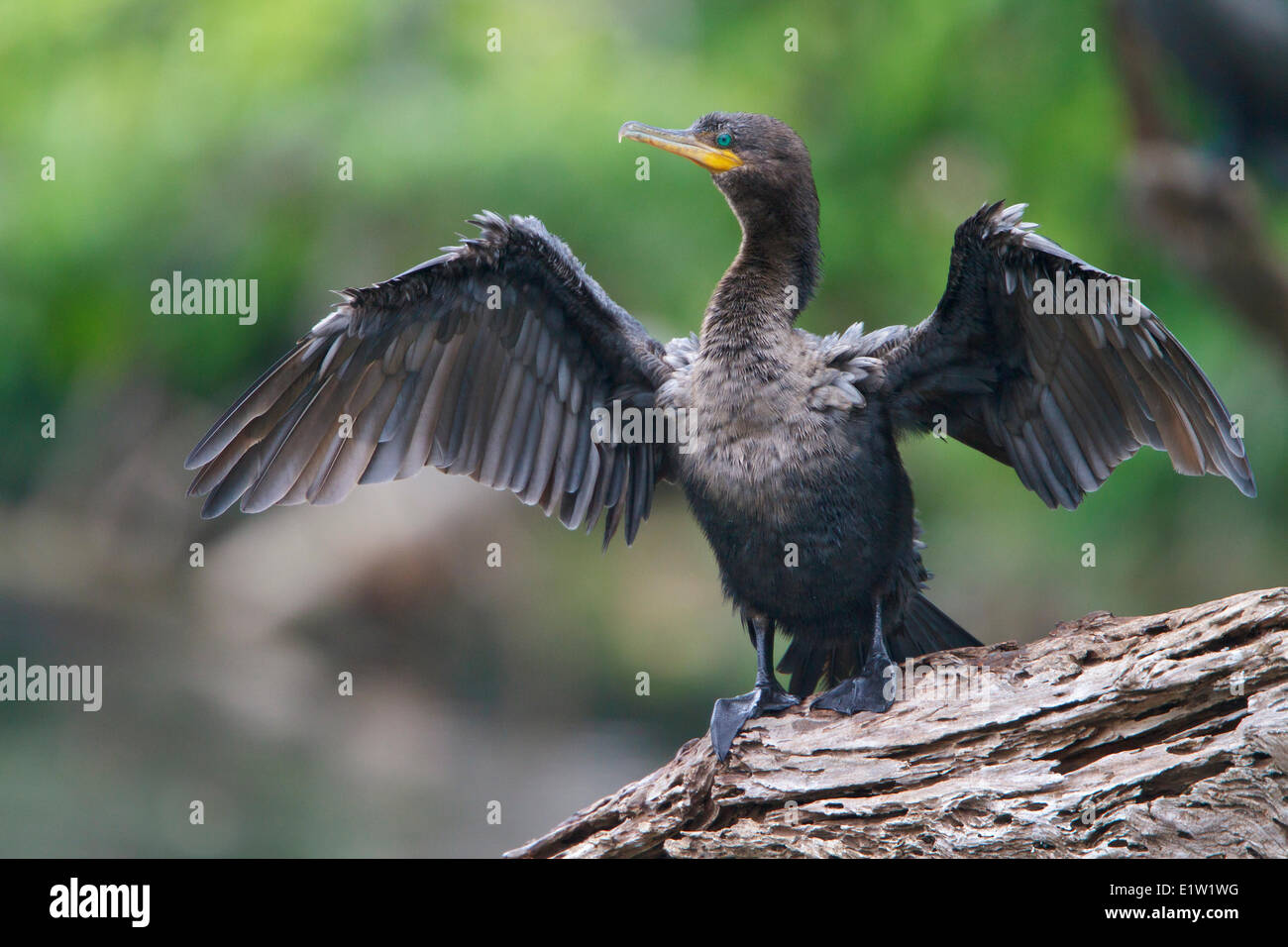 Cormoran vigua (Phalacrocorax brasilianus) perché sur une branche au Pérou. Banque D'Images