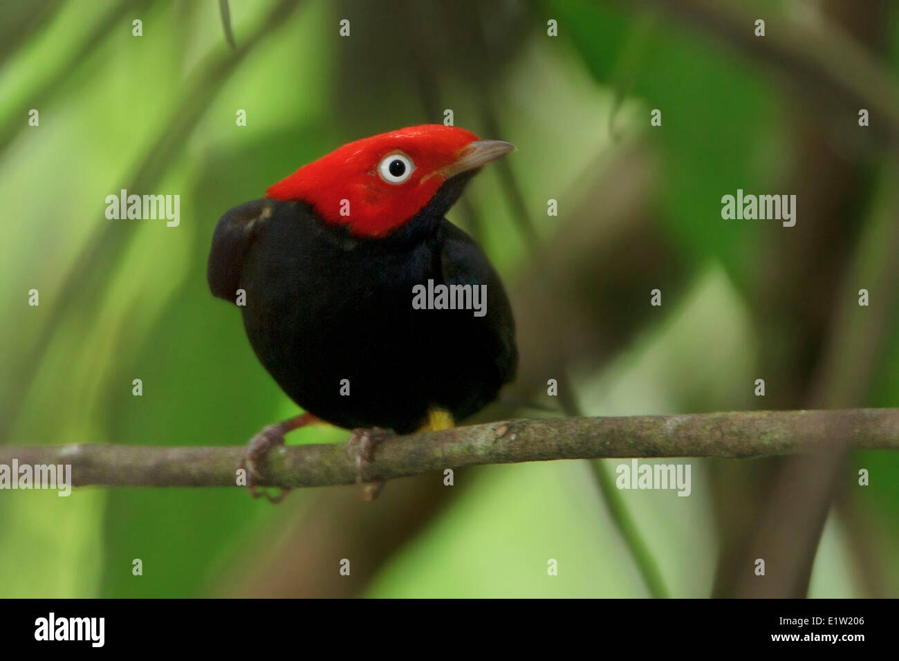 Manakin à queue ronde (PIPRA) chloromeros perché sur une branche au Pérou. Banque D'Images