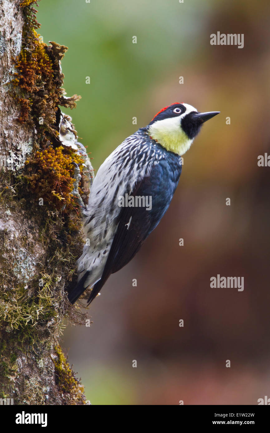 Acorn Woodpecker (Melanerpes formicivorus) perché sur une branche au Costa Rica. Banque D'Images